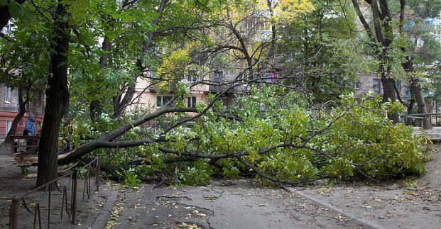 Шквальный ветер повалил деревья в Харькове