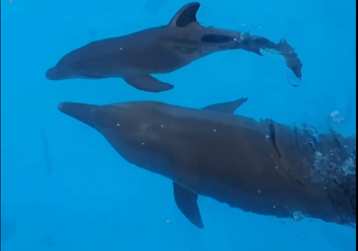 В харьковском дельфинарии Немо родился дельфиненок