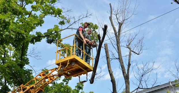 В Харькове обрежут сотни деревьев. Новости Харькова 
