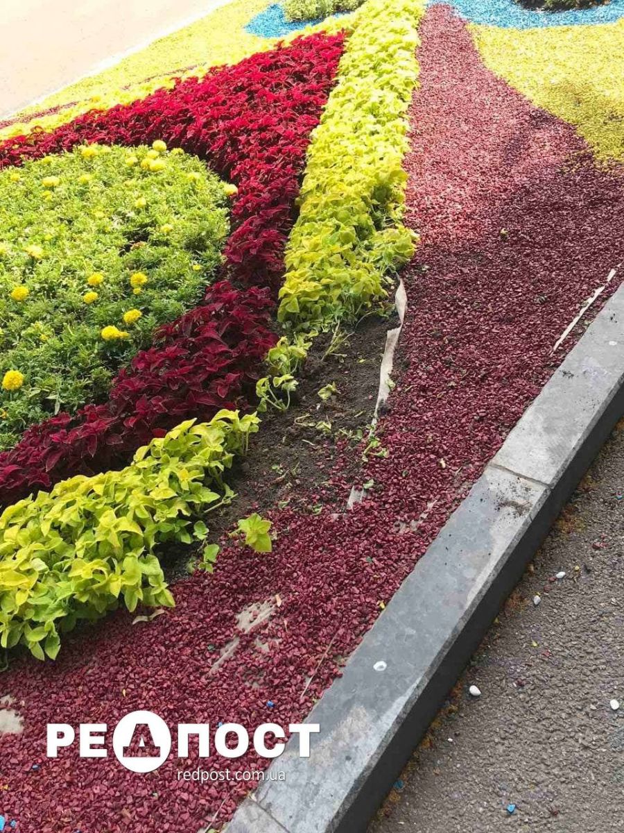 Несколько сотен цветов уничтожили вандалы в саду Шевченко. Новости Харькова