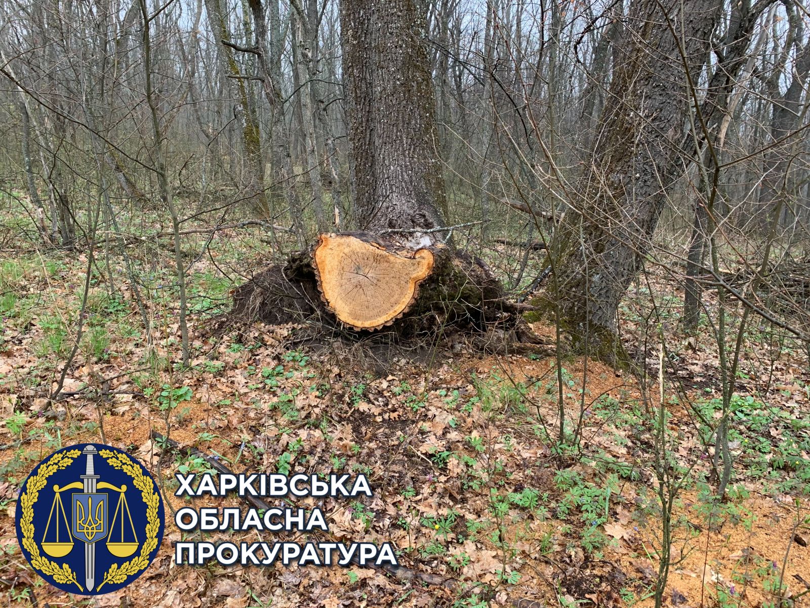 Криминал Харьков: У халатного лесничего исчезли более 400 деревьев