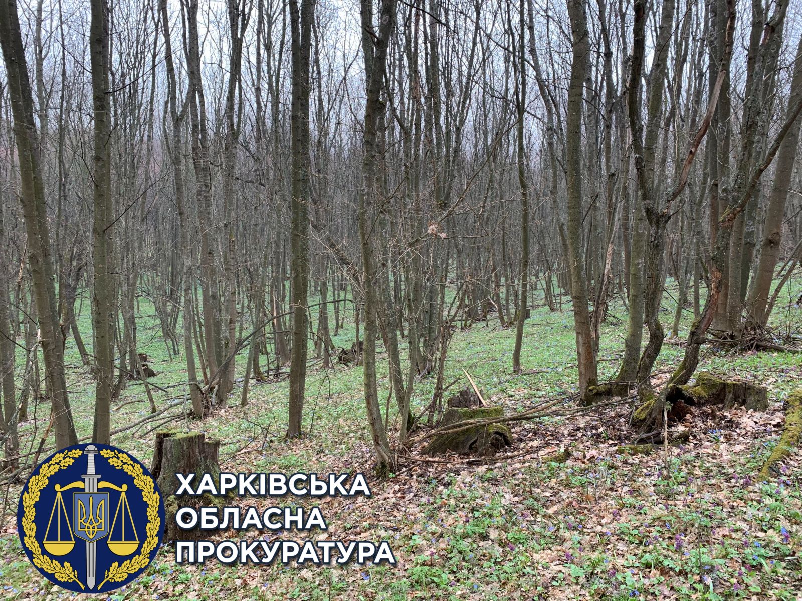 Криминал Харьков: У халатного лесничего исчезли более 400 деревьев