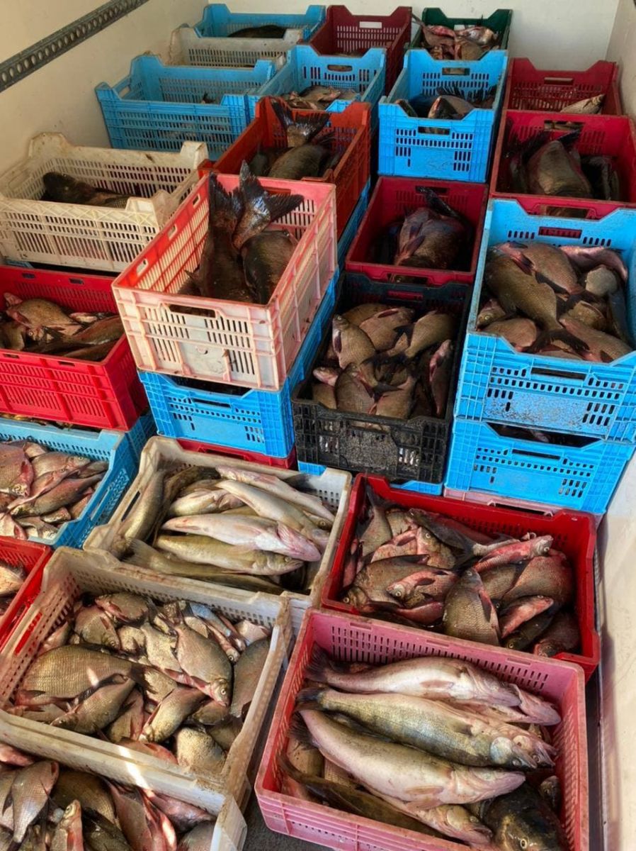 Организованная группа браконьеров ловила под Харьковом больше тонны рыбы в день