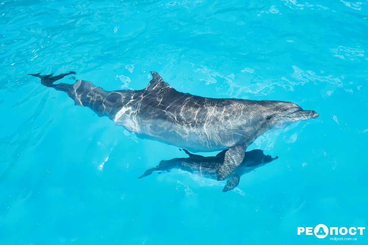 Дельфины в Харьковском дельфинарии