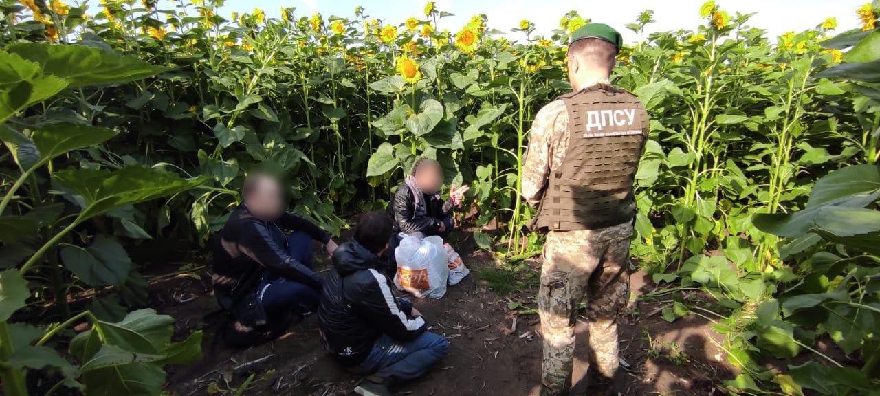 Криминальные авторитеты в подсолнухах были задержаны пограничниками. Новости Харькова