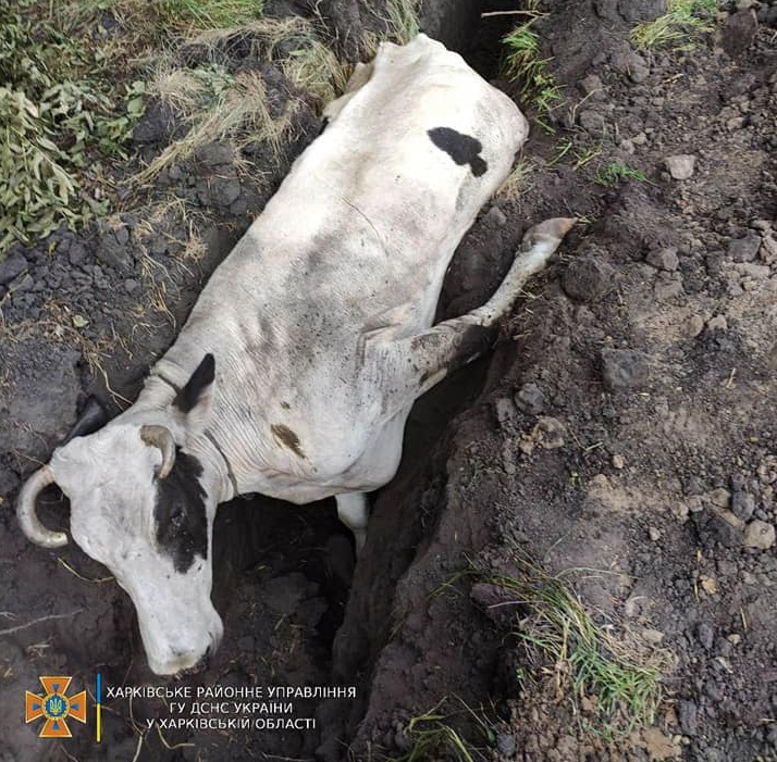 Корову из ямы вытащили спасатели. Новости Харькова