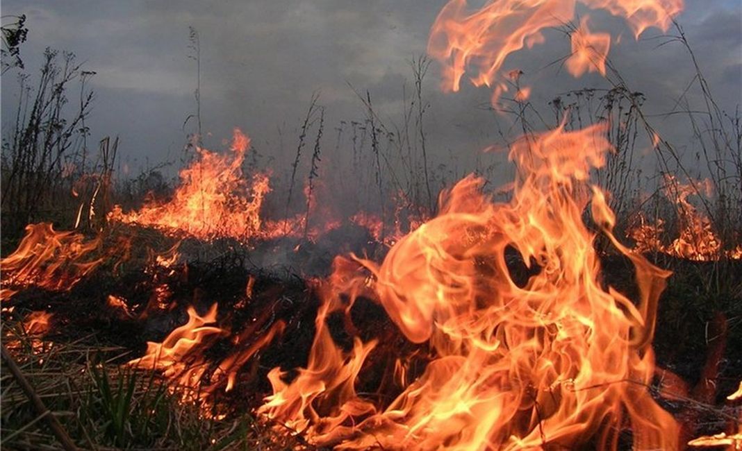 Пожары в экосистемах Харьковской области