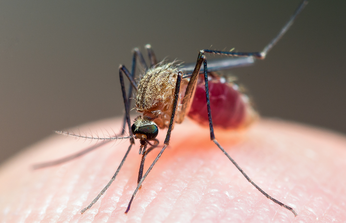 Малярия в Харькове