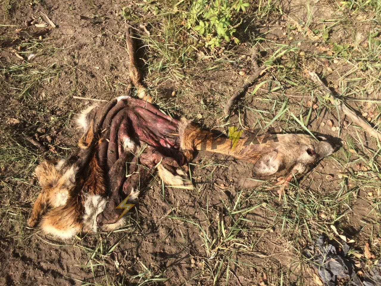 Расчлененные останки диких животных обнаружили на окраине Харькова