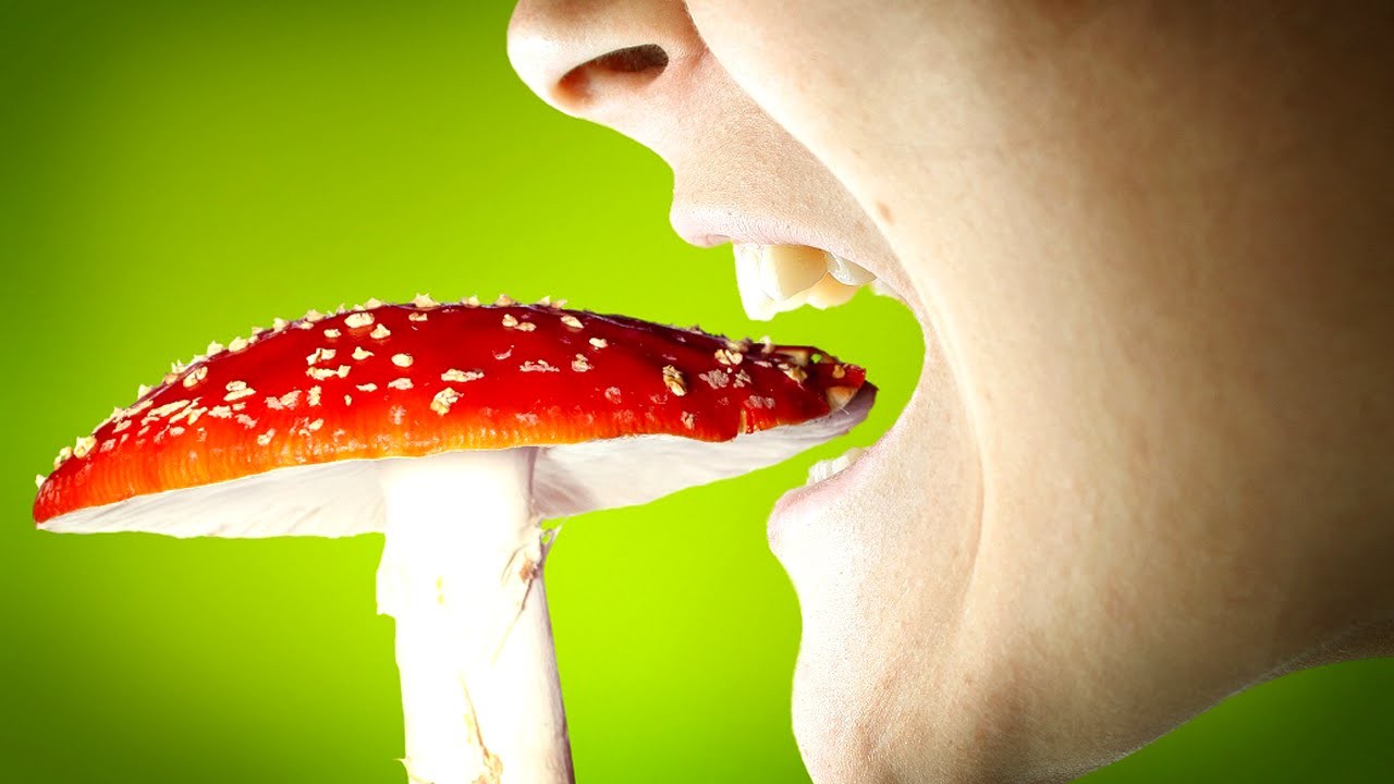 В Харьковской области люди отравились грибами