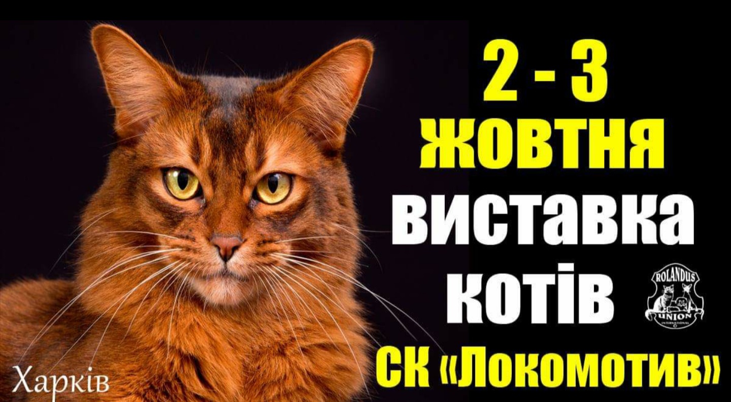 Выставка кошек RUI в Харькове