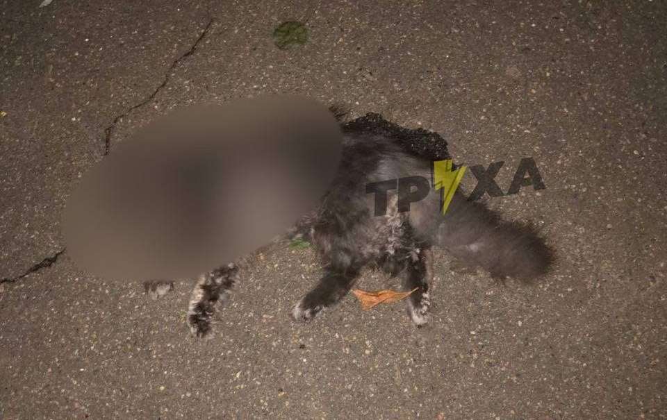 Неизвестные выбросили котят из окна 16-этажки в Харькове