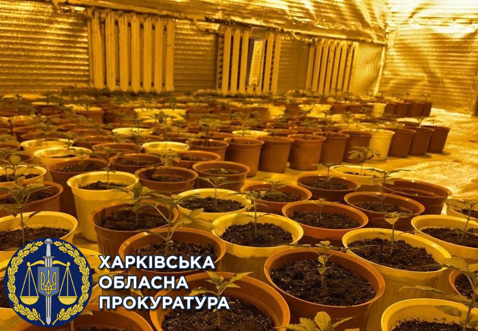 Криминал Харьков: Иностранец выращивал коноплю у себя в комнате