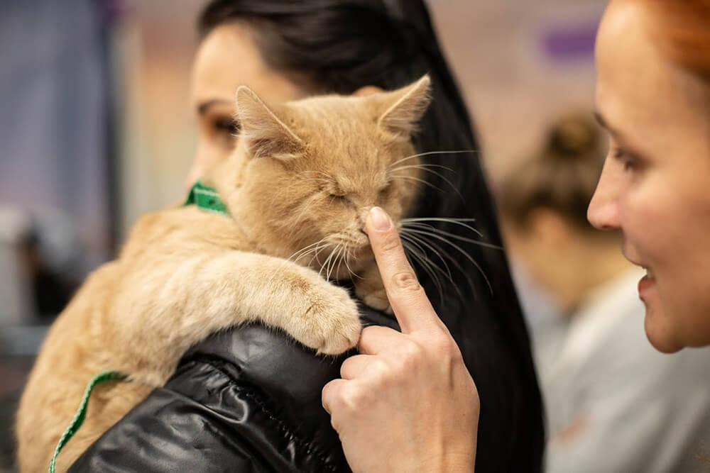 В Харькове выставка кошек