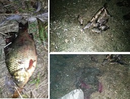 Криминал Харьков: Браконьер ловил рыбу из Красной книги Украины