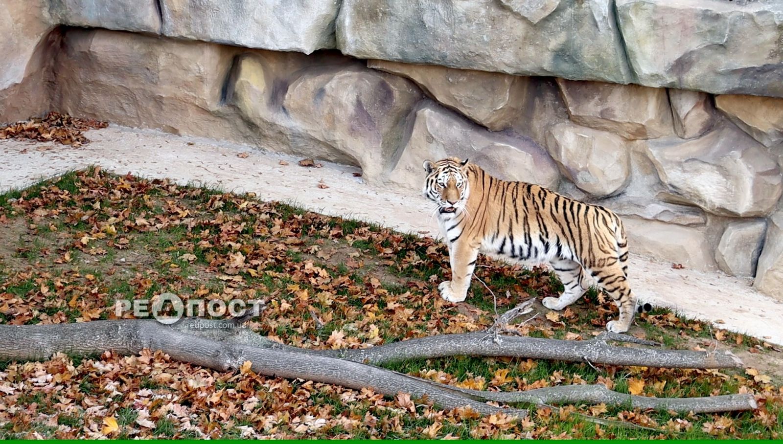 Амурский тигр Елисей в Харьковском зоопарке