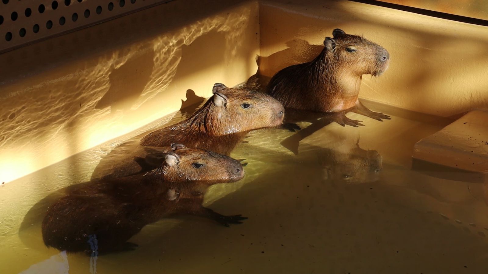 Капибары отмечают новоселье в новых вольерах Харьковского зоопарка