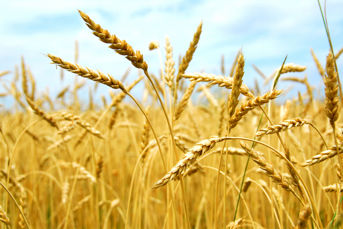 Урожайность зерновых культур упала в Харьковской области