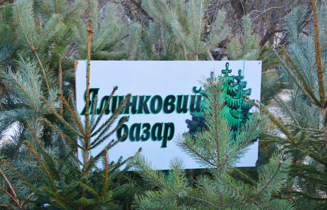 Сколько стоят новогодние елки в Украине