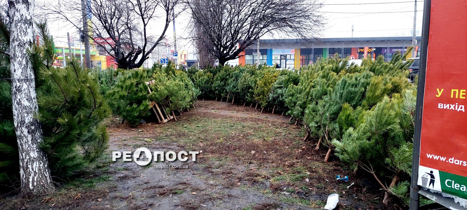 Цены на новогодние елки в Харькове