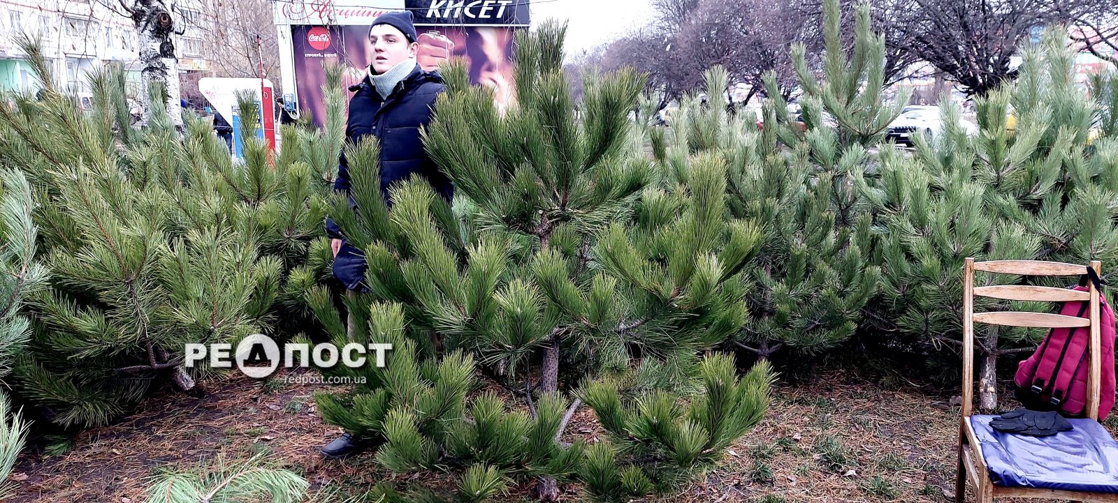 Цены на новогодние елки в Харькове