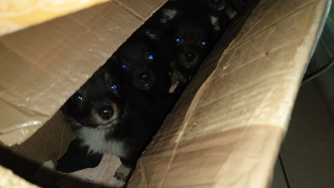 На мороз выбросили коробки с щенками в Харькове