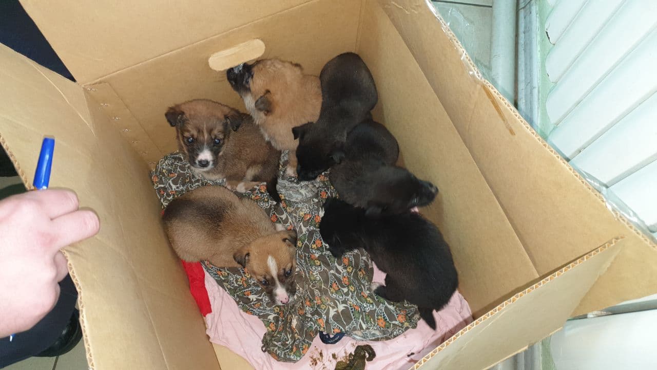 На мороз выбросили коробки с щенками в Харькове