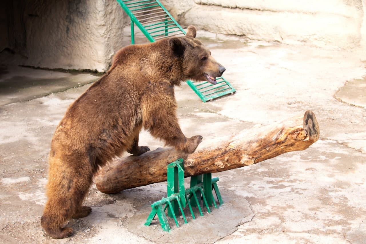 Женщина сбросила ребенка в ров к медведю в Ташкенте. Новости мира