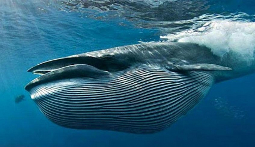 День кита: события 19 февраля