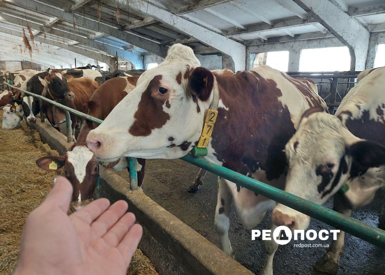 Харьковская фабрика-кухня детского питания ищет молоко по всей области