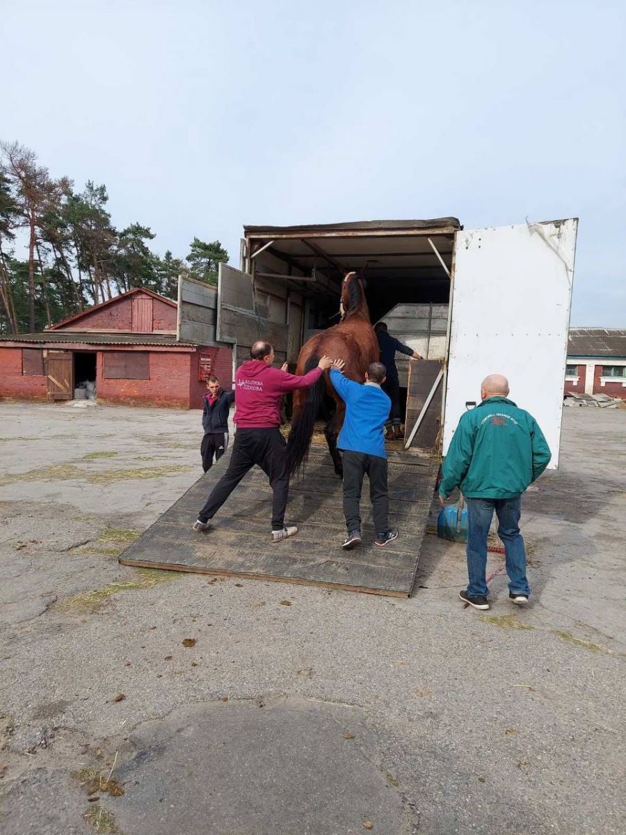 Эвакуация лошадей 