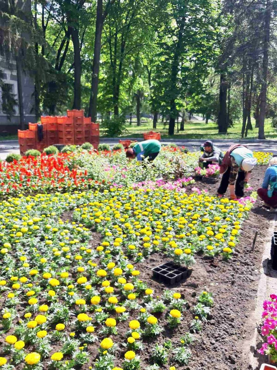 Тысячи цветов: все более красивым делают город харьковские озеленители