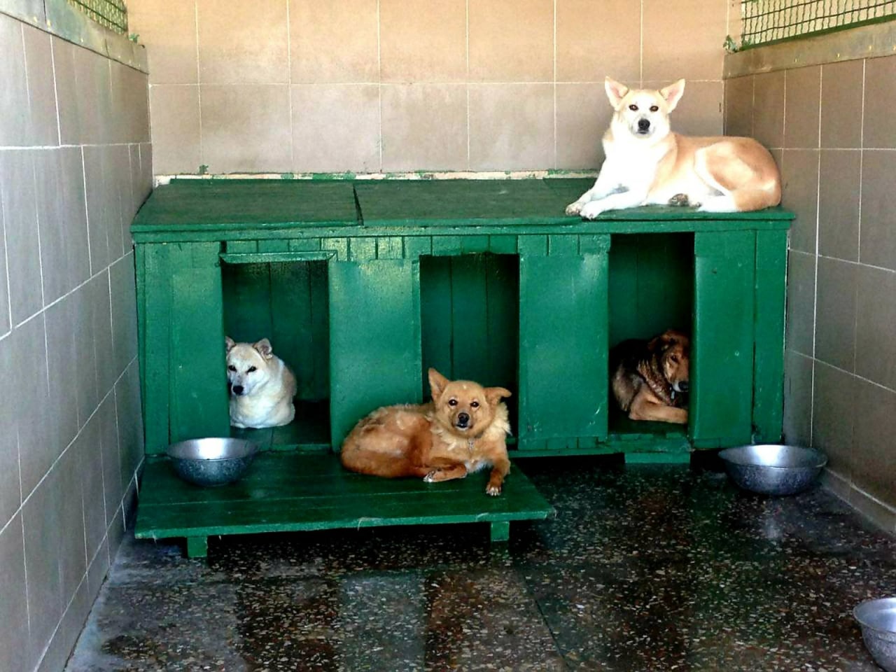 В Харькове идет сбор средств в помощь приюту для животных