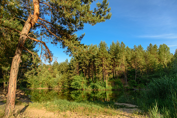 лес в изюмской районе харьковской области