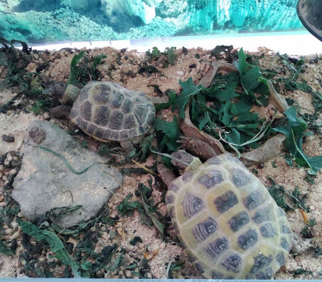 Черепахи в Харьковской школе 