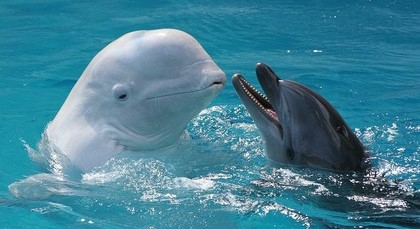 Всесвітній день китів та дельфінів