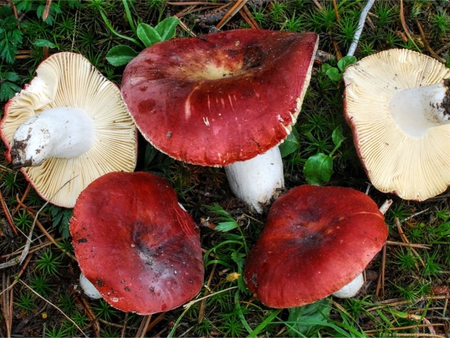 Новини Харкова: Пенсіонерка отруїлася грибами, зібраними під Валками