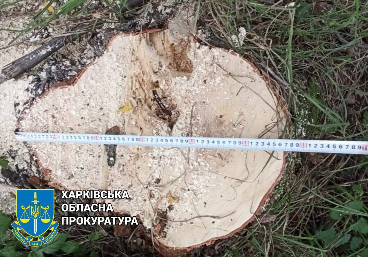Затримано чорних  лісорубів на Харківщині