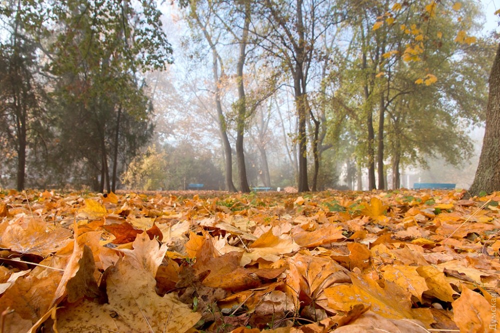 осень в парке, желтые листья на земле