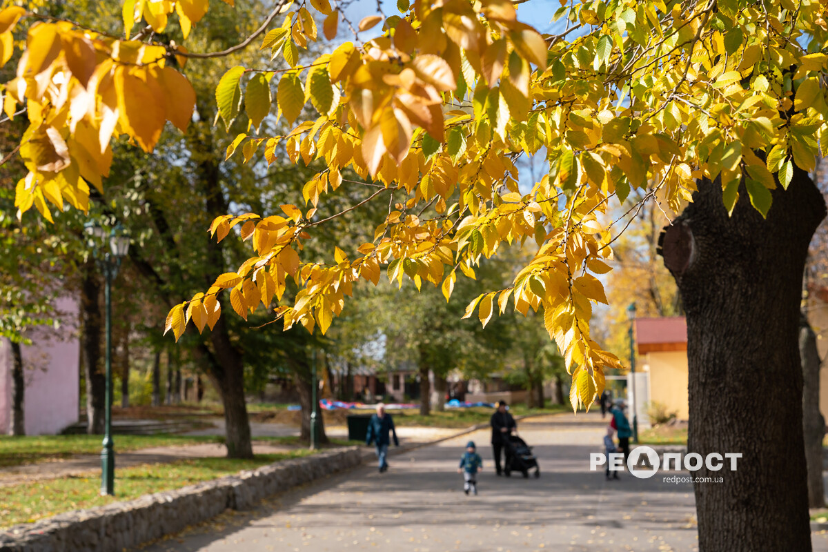 осень в Харькове, парк, дерево с желтыми листями
