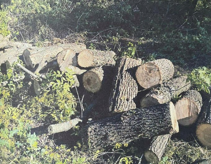 У Валківському районі Харківській області двоє жителів Полтавщини здійснили незаконну порубку деревини