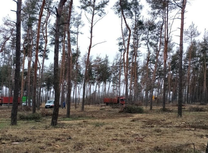 Новини Харкова: вирубують горілі після обстрілів дерева