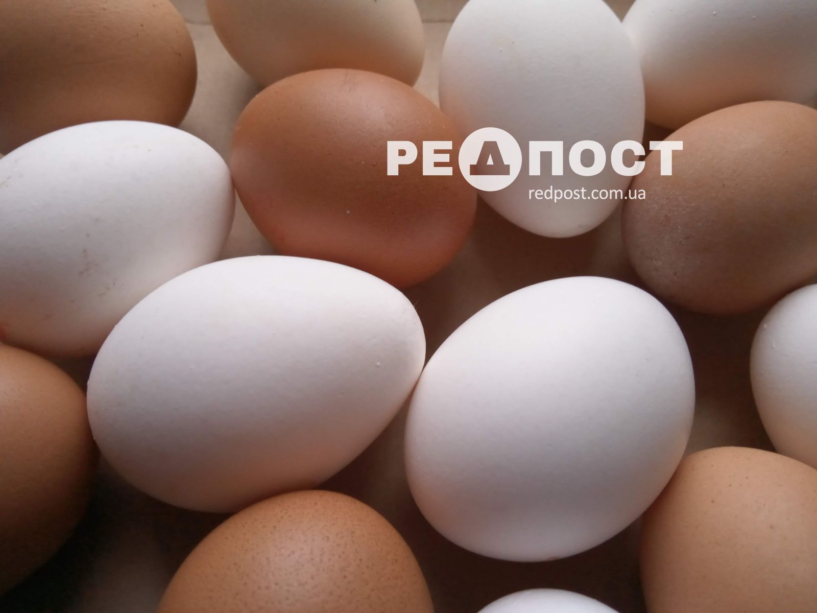 Знижуються ціни на яйця в Україні