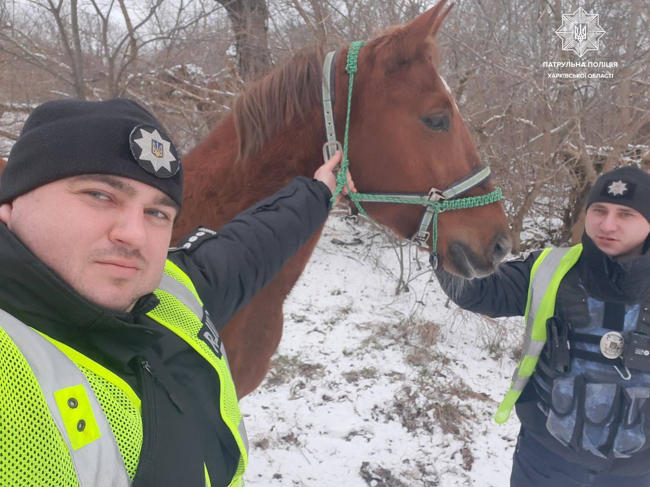Новини Харкова: патрульні зупинили коня-згубу