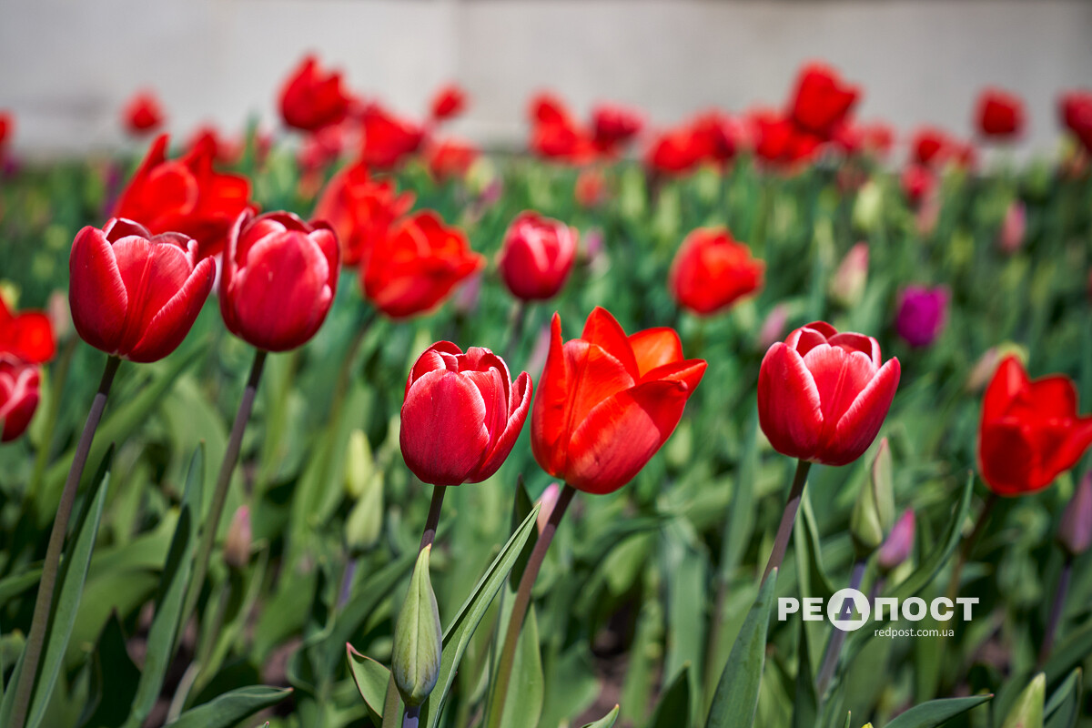 клумба тюльпанів у Харкові