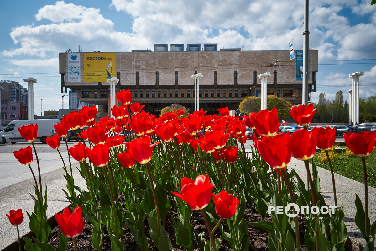 Харків, ХНАТОБ, тюльпани