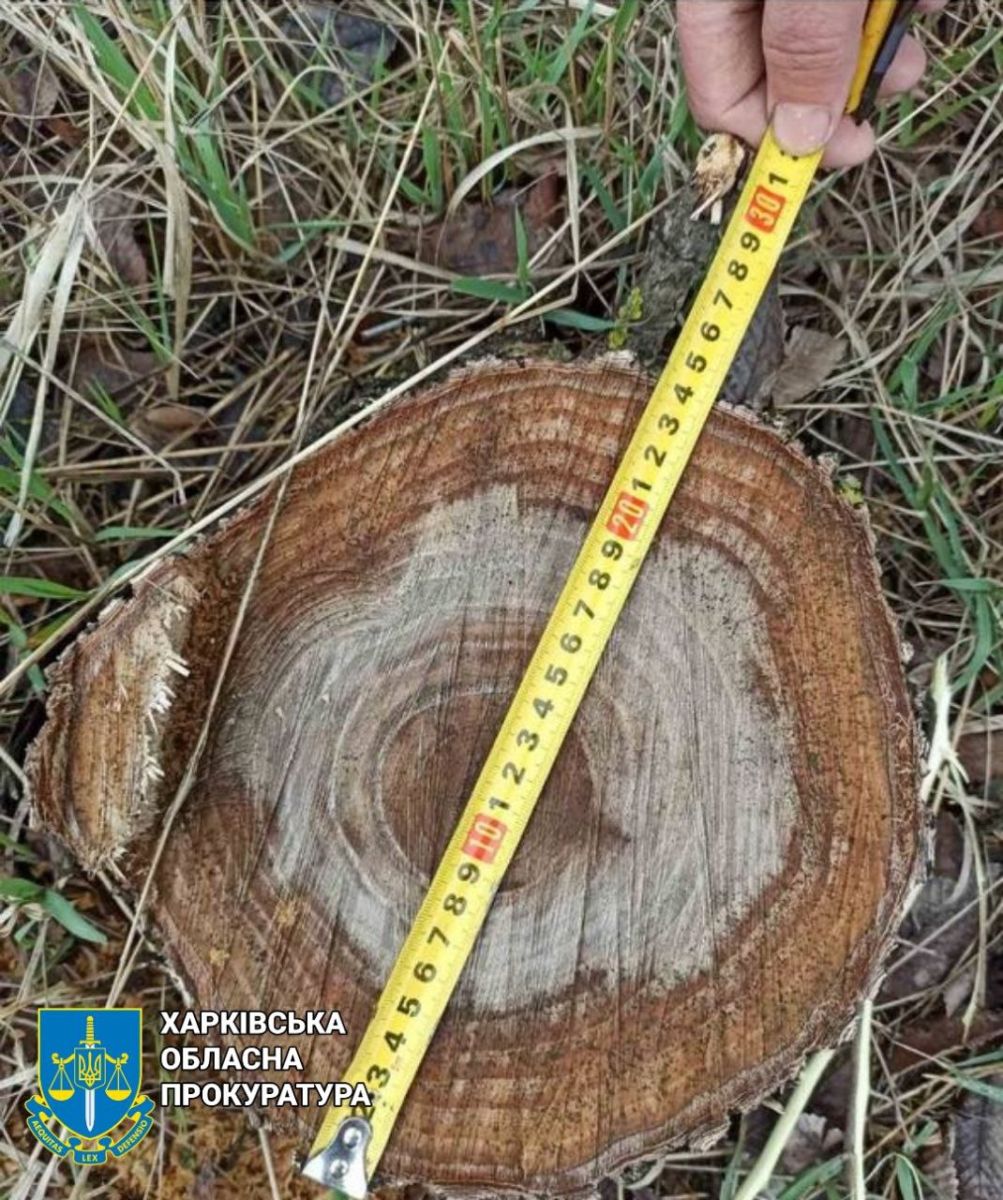 Погубив дерева на 120 тисяч гривень чорний лісоруб