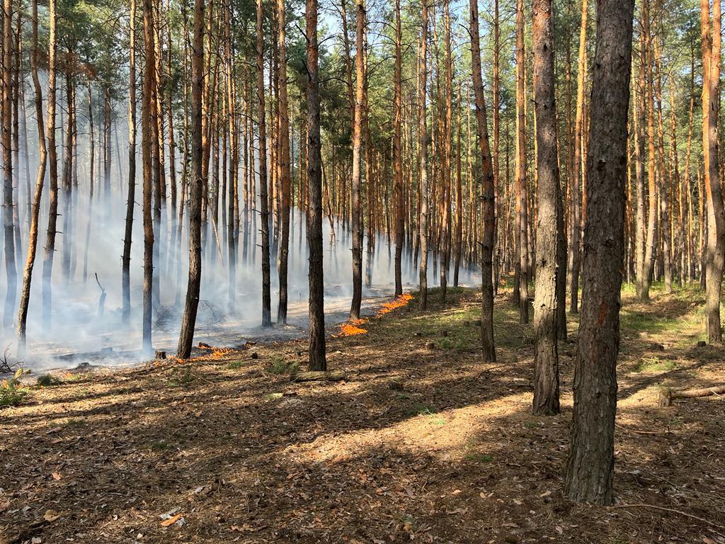 Пожежа Харків: Спалахнув ліс через обстріл ворога