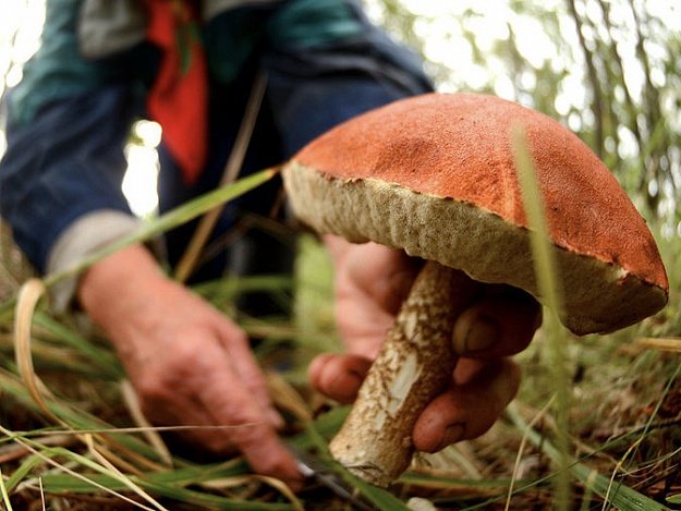 отруєння людини дикорослими грибами