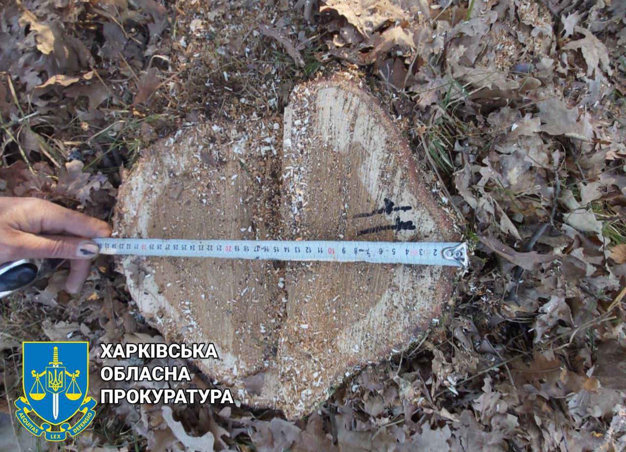 У Харківській області чоловік незаконно вирубав 69 дубів